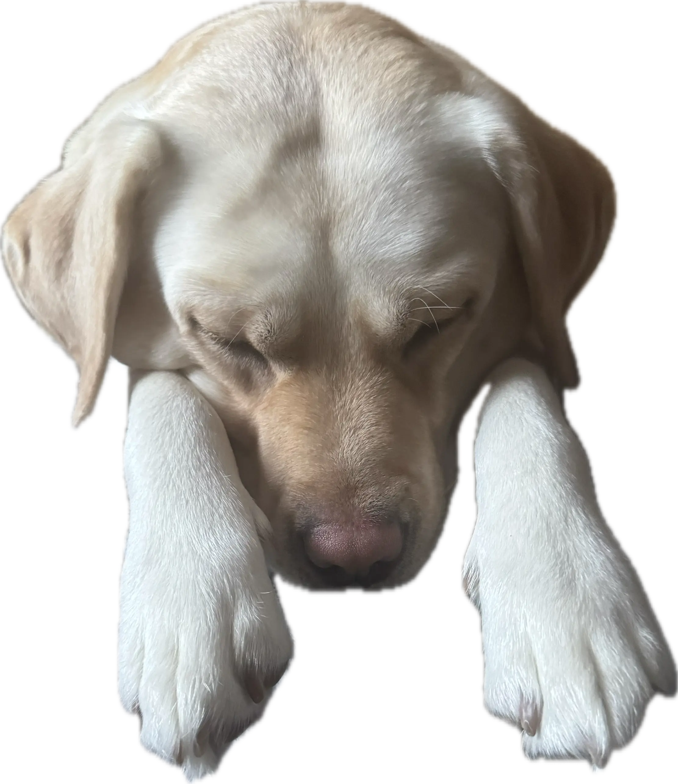 labrador down