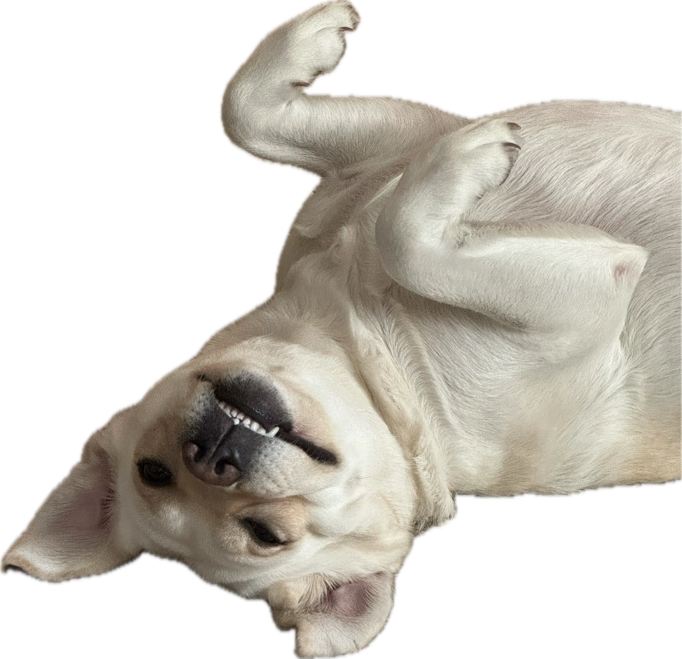 labrador up